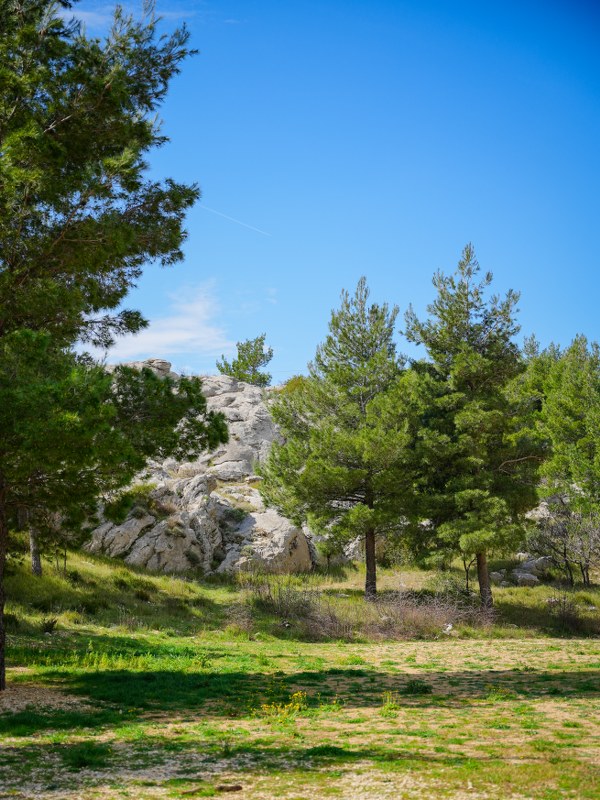 Pine trees and greenery at Greben
