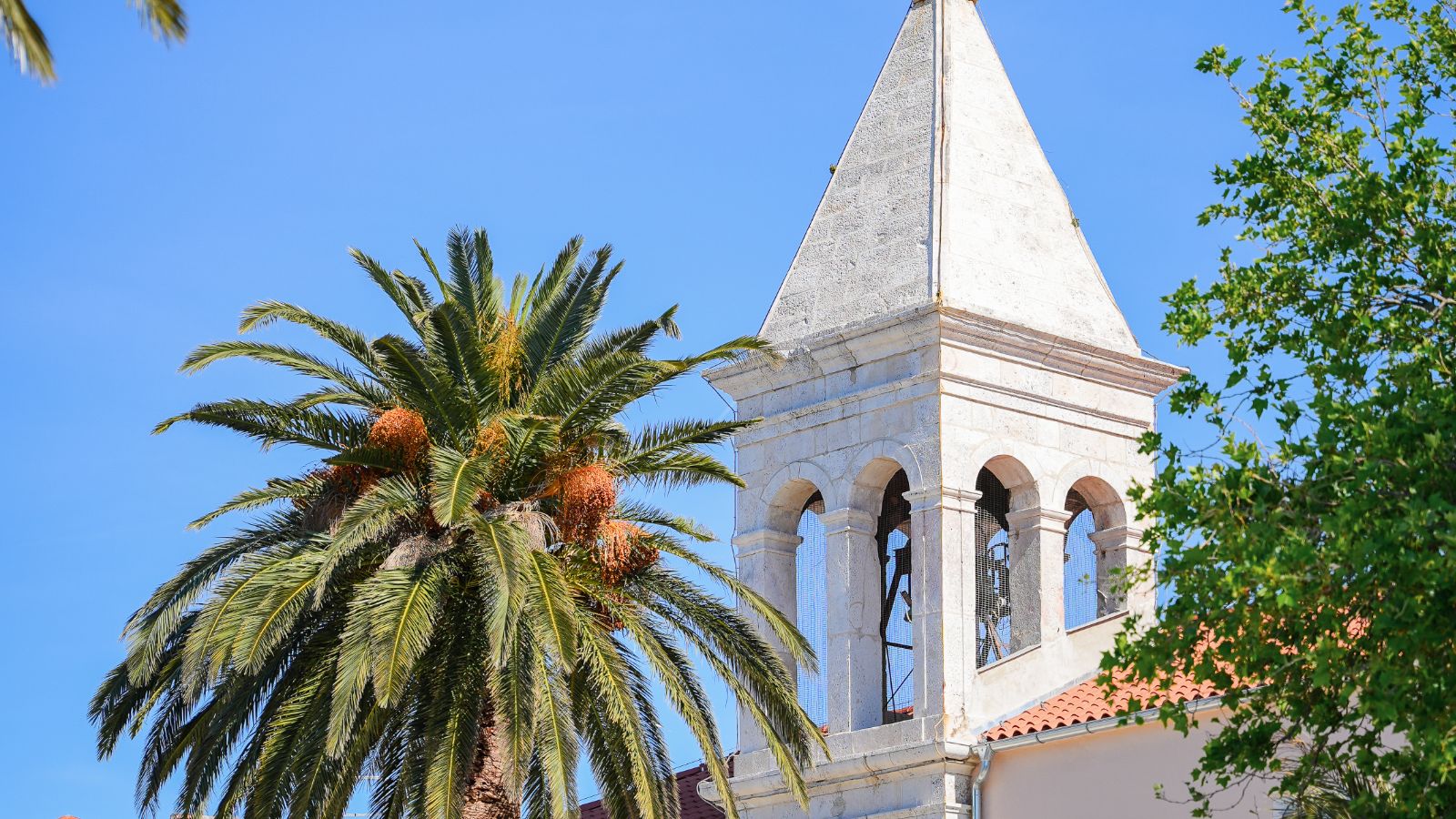 White church bell tower among palm trees in Makarska on the Makarska Riviera - pitanja
