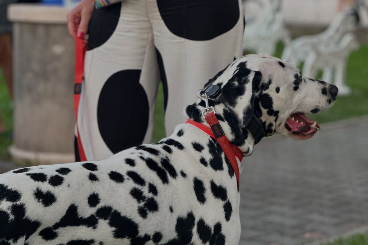 Featured image for “Black & White Dalmatian Dog Night: the Makarska Riviera’s tribute to Croatia’s most famous dog”