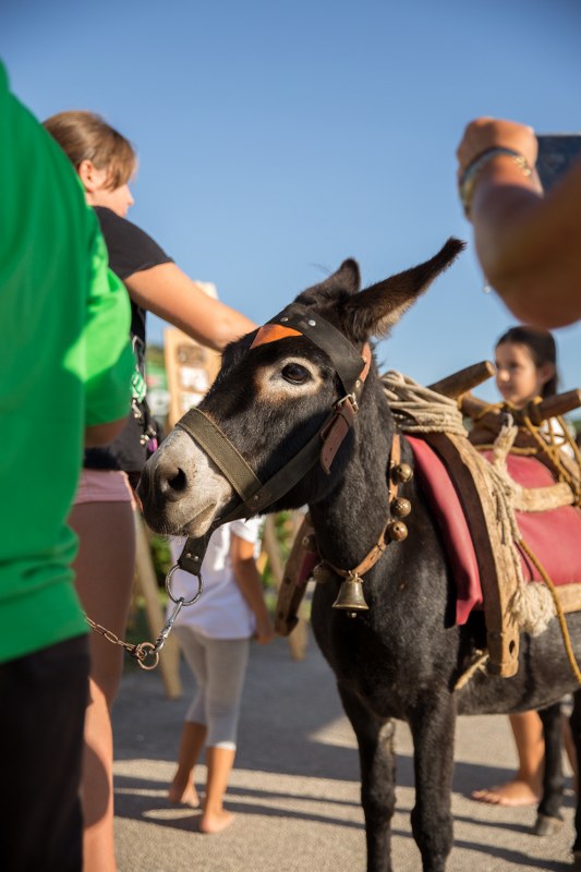 Donkey standing with people on a street during the Blitvijada festival